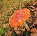 Wandeling van Monke en Judith op 21-10-2012 (16)